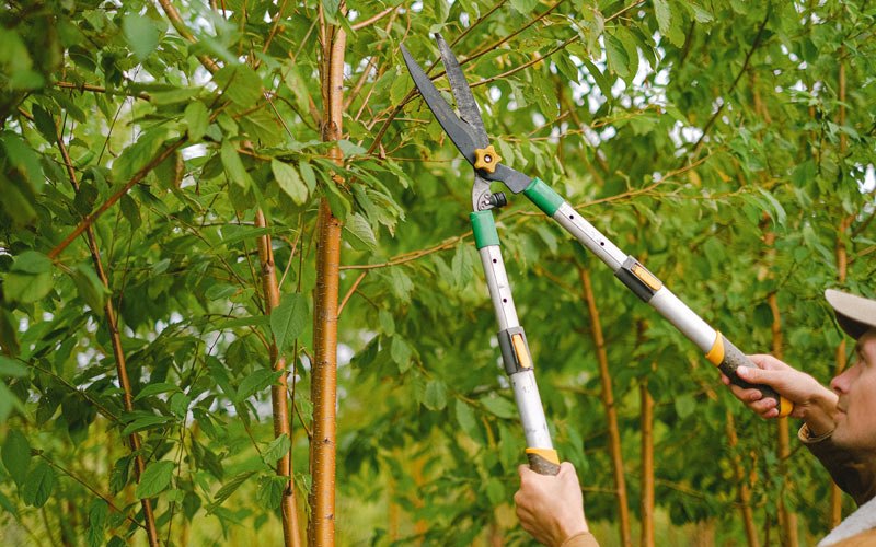 Tree trimming in Free Soil, MI