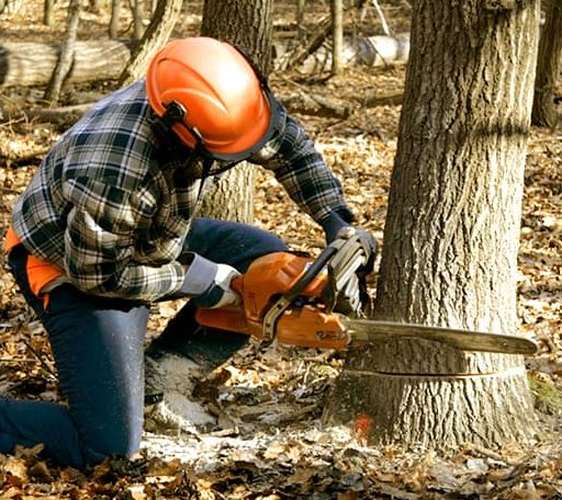Tree Removal in Free Soil, MI